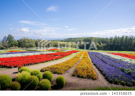 網走市:花天戶盛開的花田。 網走市:花天戶盛開的花田。 143358035