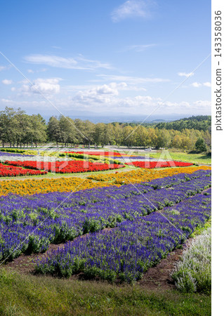 網走市:花天戶盛開的花田。 網走市:花天戶盛開的花田。 143358036