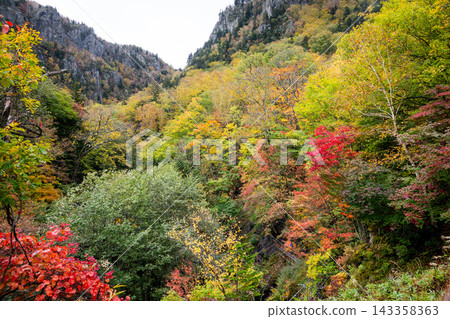 層雲峽的秋葉色彩斑斕 層雲峽的秋葉色彩斑斕 143358363
