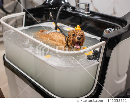 A cute poodle takes a bath in a grooming salon. 143358831