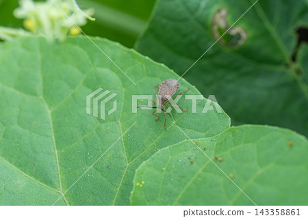Hoshi Hararillo Helicopter bug Hoshi Hararillo Helicopter bug 143358861