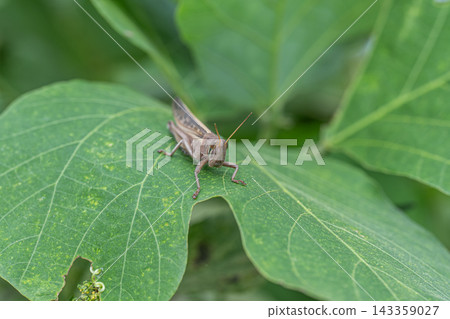 Patanga japonica Patanga japonica 143359027