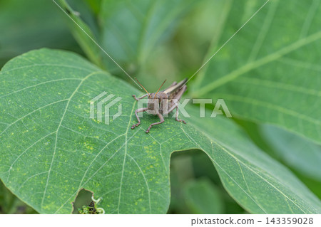 Patanga japonica Patanga japonica 143359028