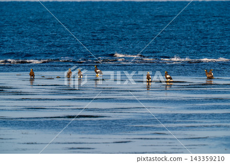 A Steller's sea eagle resting its wings in the shallow waters of the coast. A Steller's sea eagle resting its wings in the shallow waters of the coast. 143359210