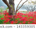 秋日清晨，漫山遍野都是彼岸花，美不勝收。 143359305