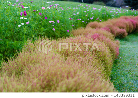 Early autumn at Hitachi Seaside Park – Kochia and yellow cosmos beginning to change color 143359331