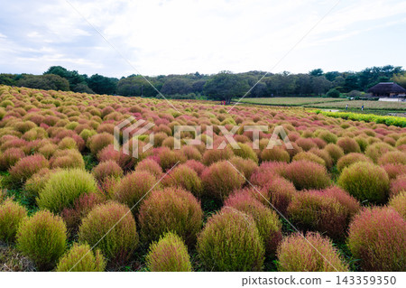 日立海濱公園初秋時節-掃帚草和黃花波斯菊開始變色 日立海濱公園初秋時節-掃帚草和黃花波斯菊開始變色 143359350