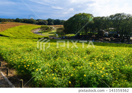 日立海濱公園初秋時節-掃帚草和黃花波斯菊開始變色 日立海濱公園初秋時節-掃帚草和黃花波斯菊開始變色 143359362