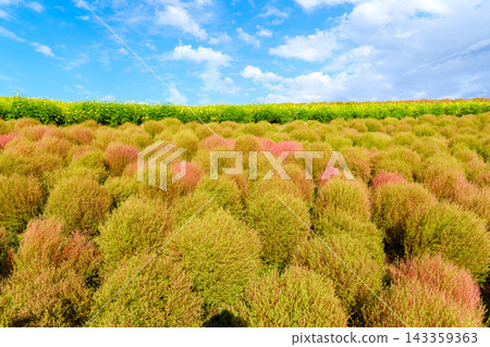日立海濱公園初秋時節－掃帚草和黃花波斯菊開始變色 143359363
