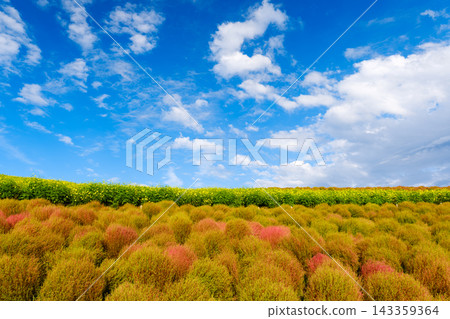 日立海濱公園初秋時節-掃帚草和黃花波斯菊開始變色 日立海濱公園初秋時節-掃帚草和黃花波斯菊開始變色 143359364