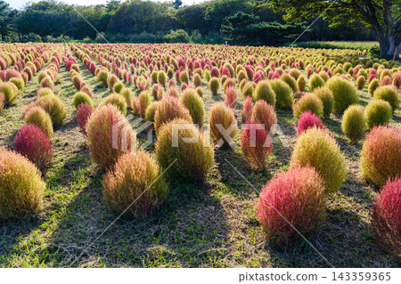 日立海濱公園初秋時節－掃帚草和黃花波斯菊開始變色 143359365
