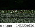 White water lilies and water crowfoot in a summer marsh. 143359630