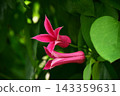 Pink clematis blooming quietly 143359631