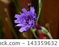 Purple Catananche in the garden 143359632