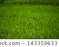 A large blue dragonfly in a rice paddy. 143359633