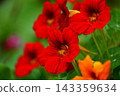 A close-up of a deep red nasturtium. 143359634