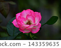 Rose 'Strawberry Ice' - Autumn Flower 143359635