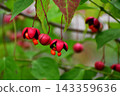 The bursting fruits of the spindle tree in the garden 143359636