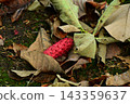 Magnolia nuts that fell to the ground 143359637