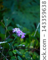 Dianthus superbus in the autumn mountains 143359638
