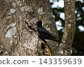 A black woodpecker peering into a hole in a thick tree. 143359639