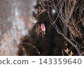 A pair of long-tailed rosefinches perched on a bush clover tree. 143359640