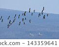 Swans and geese flying low over the mountainside 143359641