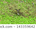 The back view of a stag beetle that has landed on the ground. 143359642
