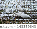 Whooper swans eating fallen grains in winter 143359643