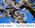 A male Eurasian Tree Sparrow sipping nectar from a cherry blossom against a blue sky. 143359644