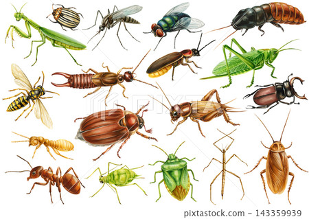 Insect set in watercolor with beetles mantis cricket wasp ant and fly isolated on white for nature posters and educational designs Insect set in watercolor with beetles mantis cricket wasp ant and fly isolated on white for nature posters and educational designs 143359939
