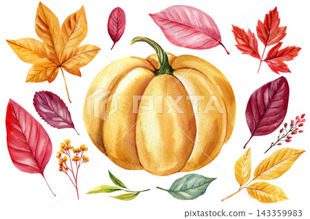 Pumpkin and autumn leaves watercolor set with amber foliage and burgundy sprigs isolated on white for Thanksgiving cards and decor Pumpkin and autumn leaves watercolor set with amber foliage and burgundy sprigs isolated on white for Thanksgiving cards and decor 143359983