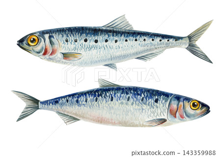 Sardine fish pair in watercolor with silver scales and blue backs isolated on white for seafood menus and ocean educational prints Sardine fish pair in watercolor with silver scales and blue backs isolated on white for seafood menus and ocean educational prints 143359988