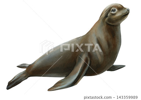 Sea lion watercolor with brown fur and upright pose isolated on white for marine wildlife educational posters and home nursery art Sea lion watercolor with brown fur and upright pose isolated on white for marine wildlife educational posters and home nursery art 143359989