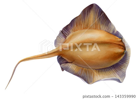 Stingray watercolor with warm brown body and long curved tail isolated on white for marine wildlife posters and educational prints Stingray watercolor with warm brown body and long curved tail isolated on white for marine wildlife posters and educational prints 143359990
