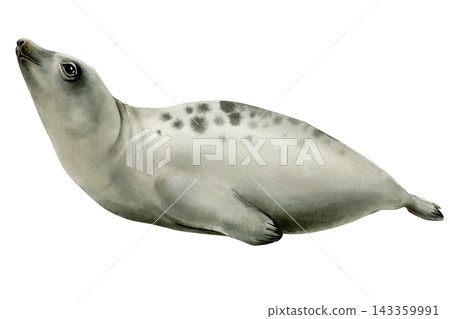 Spotted seal watercolor with pale gray fur and raised head isolated on white for marine wildlife posters and coastal nursery decor Spotted seal watercolor with pale gray fur and raised head isolated on white for marine wildlife posters and coastal nursery decor 143359991