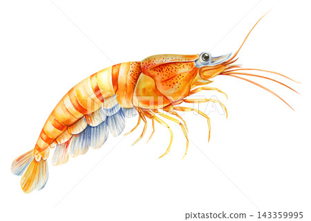 Orange shrimp watercolor with a detailed shell and long antennae isolated on white for seafood menus and marine educational prints 143359995