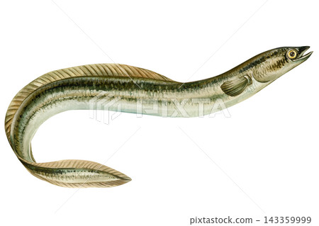 Eel fish watercolor with curved olive green body and long dorsal fin isolated on white for aquatic wildlife posters and study aids Eel fish watercolor with curved olive green body and long dorsal fin isolated on white for aquatic wildlife posters and study aids 143359999