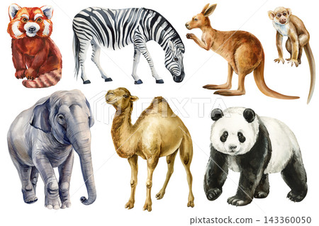 Wild Animals Watercolor Set with Zebra Kangaroo Panda Elephant Camel and Monkey Isolated on White Background for Nursery Decor Wild Animals Watercolor Set with Zebra Kangaroo Panda Elephant Camel and Monkey Isolated on White Background for Nursery Decor 143360050