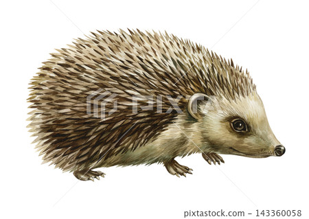 Hedgehog Watercolor Painting with Brown Spines and Cute Woodland Animal Isolated on White Background for Nursery and Forest Design 143360058