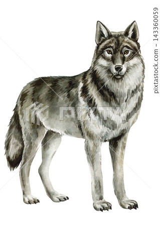 Gray Wolf Watercolor Painting of Standing Forest Predator with Golden Eyes Isolated on White Background for Woodland Animal Design Gray Wolf Watercolor Painting of Standing Forest Predator with Golden Eyes Isolated on White Background for Woodland Animal Design 143360059