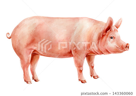 Pink Pig Watercolor Painting of Farm Animal with Curly Tail Isolated on White Background for Rustic Nursery and Barnyard Design Pink Pig Watercolor Painting of Farm Animal with Curly Tail Isolated on White Background for Rustic Nursery and Barnyard Design 143360060