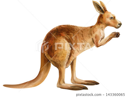 Kangaroo Watercolor Painting of Brown Australian Marsupial with Long Tail Isolated on White Background for Wildlife Nursery Art Kangaroo Watercolor Painting of Brown Australian Marsupial with Long Tail Isolated on White Background for Wildlife Nursery Art 143360065