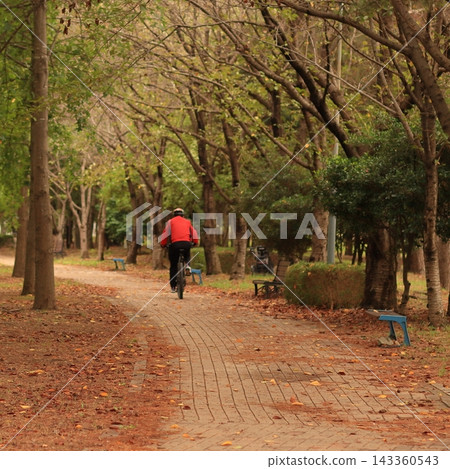 Cyclist Riding Along a Tree Lined Park Path in Autumn Cyclist Riding Along a Tree Lined Park Path in Autumn 143360543