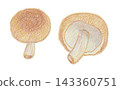 Shiitake mushroom 143360751