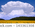 Anvil clouds and a sunflower field (composite photo) 143361308
