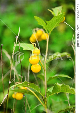 華納索比 華納索比 143361357