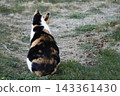 A calico cat standing on the side of the road with its back turned 143361430