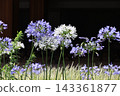 A close-up photograph of an agapanthus flower. 143361877