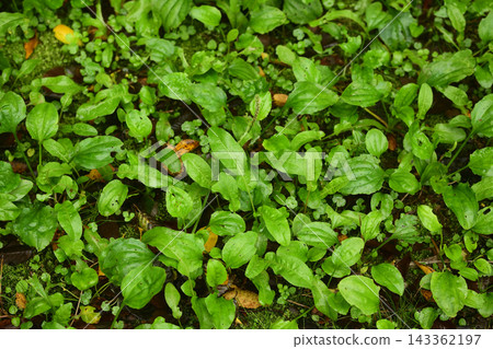 Large colony of plantain Large colony of plantain 143362197